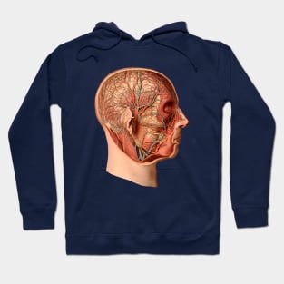 Medical illustration from atlas of human anatomy Hoodie